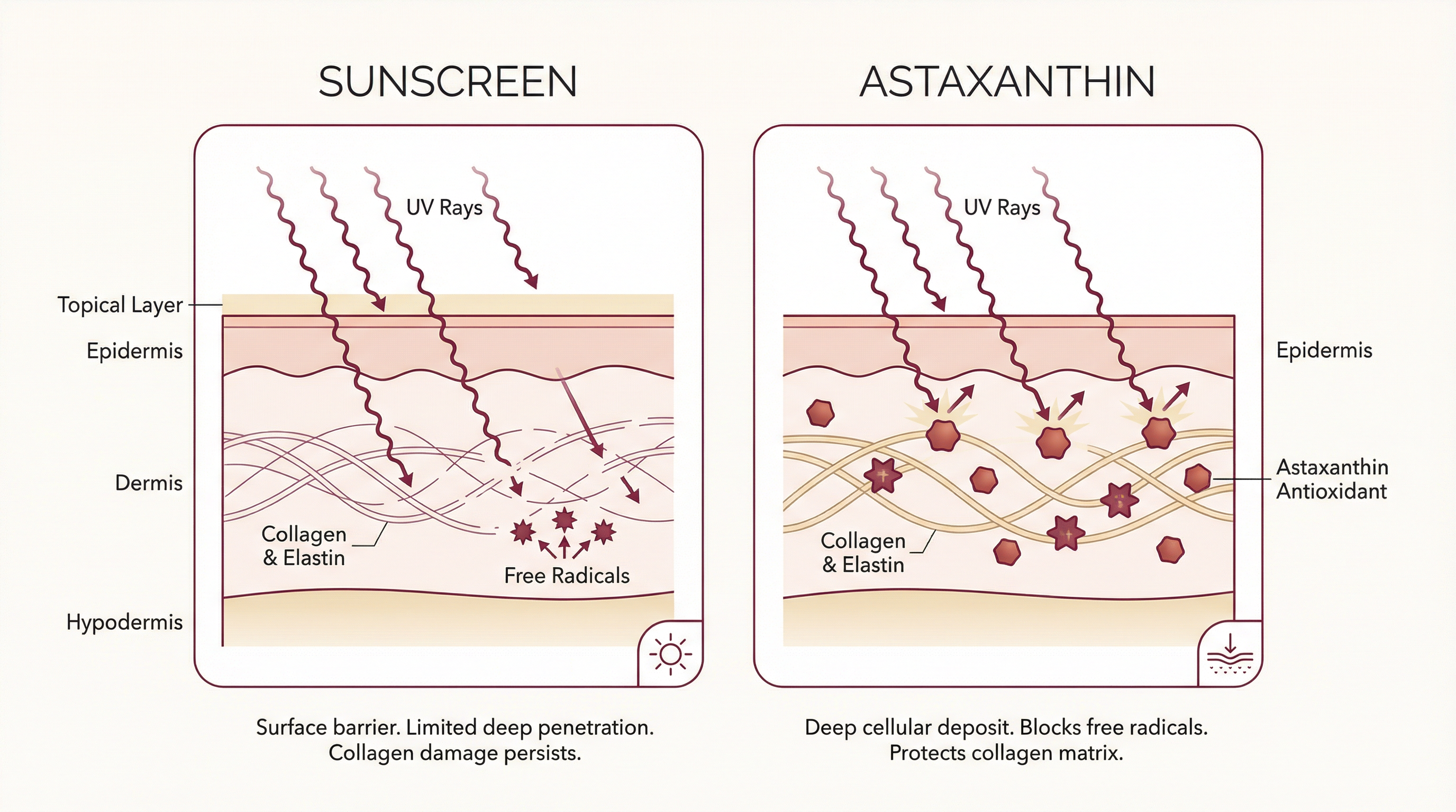 Skin layer diagram showing astaxanthin penetration